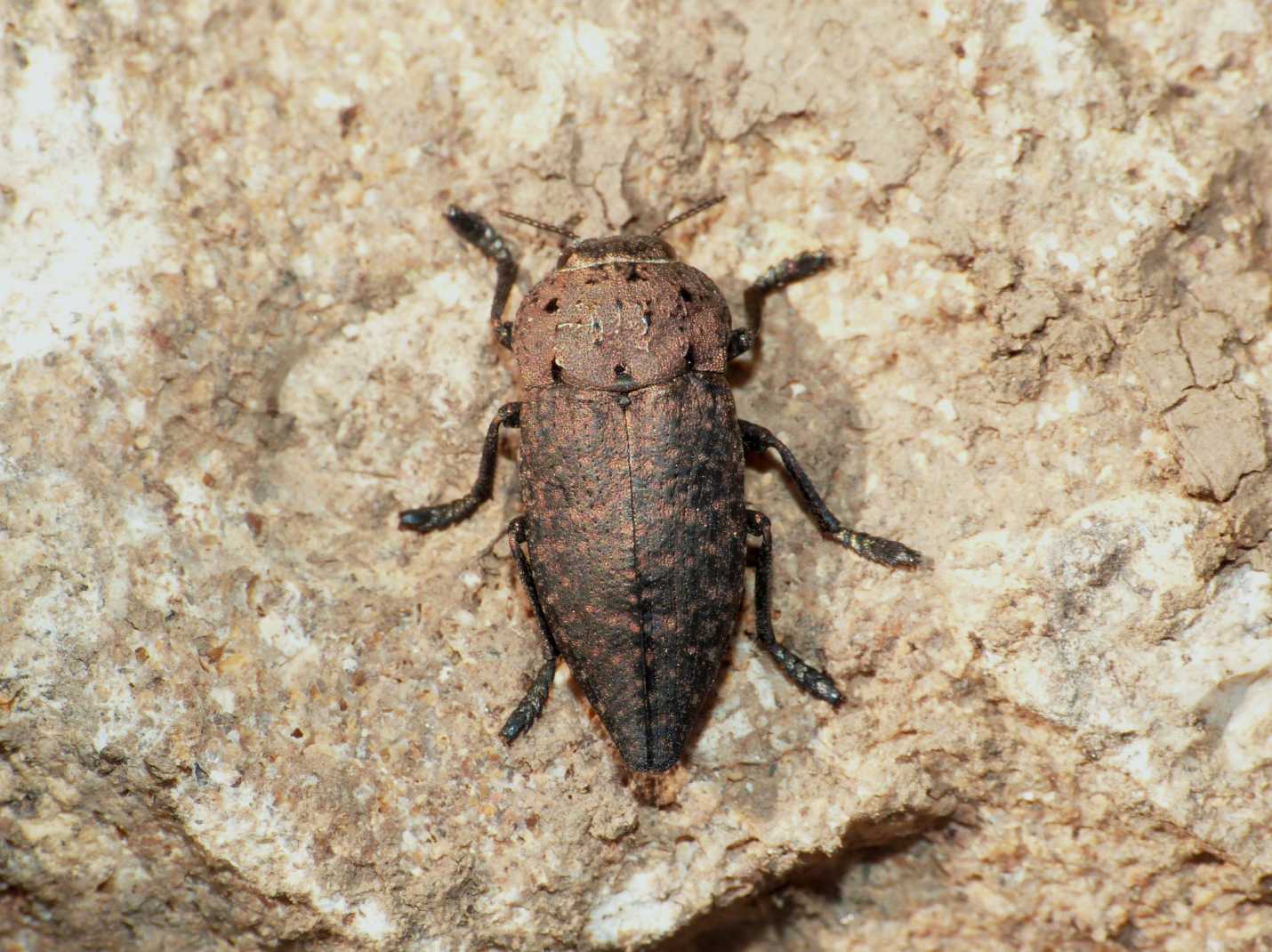 Capnodis tenebricosa